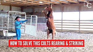 DC YOUNG HORSE PROBLEM BEHAVIOR  Rearing amp Striking Solved [upl. by Evetta272]