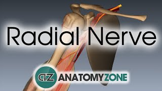 Radial Nerve  3D Anatomy Tutorial [upl. by Adnertal867]