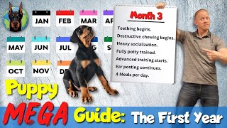 Doberman Puppy 101 What to Expect Each Month Raising a Doberman [upl. by Eugenie654]