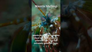 Mantis Shrimp Unique Skill [upl. by Cullie]