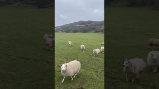 Border collie herding lambs dog trending [upl. by Freemon]