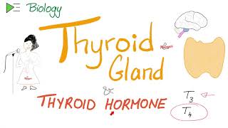 The Thyroid Gland and the Thyroid Hormone T3 amp T4  Endocrine System [upl. by Kciredes]