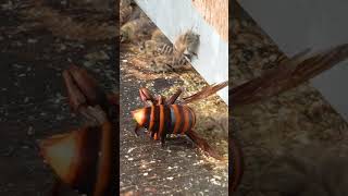 Even in Death Giant Hornet Frightens the Japanese Honeybees [upl. by Niemad371]