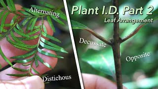 What is Leaf Arrangement  Plant ID Part 2 [upl. by Lunette390]