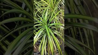 Pandanus Veitchii Plant plants garden houseplants homedecor flowers indoorplants decoration [upl. by Dutchman]