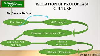 Plant tissue culturelecture 11 Protoplast isolation mechanical method enzymatic method [upl. by Honey]