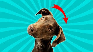 Sounds That Make Dogs Tilt Their Head Left amp Right [upl. by Lomasi]