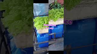 Fresh lettuce in a cup hydroponics lettuceinacup freshlettuce formerofw kaGAYA proudfarmer [upl. by Sibyls]