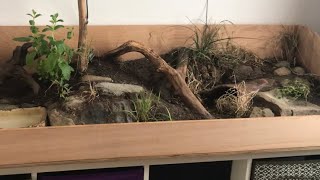 Tortoise enclosure  substrate plants accessories etc 💚🐢 [upl. by Gilbert]