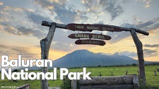 Exploring the Wild Beauty of Baluran National Park Indonesia [upl. by Celestyn]