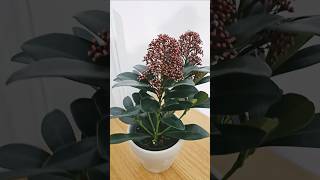 Skimmia Japonica Rubella gardening autumn garden plants 🪴 shortsvideo viralshort subscribe [upl. by Oos962]