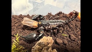 Giant Asian Forest Scorpion  Heterometrus spinifer rehouse and care [upl. by Aerdnaed956]