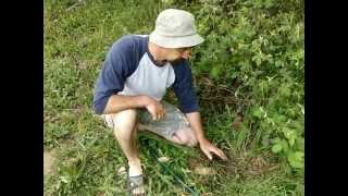 Easy Way to Trap a Gopher or Mole [upl. by Elizabeth640]