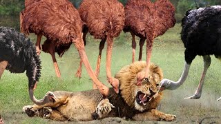 Lion Vs Ostrich Lion Receives Tragic Ending Because He Wrongly Chooses Strong Prey Battle Survival [upl. by Corb38]