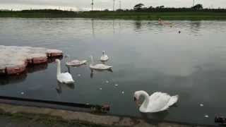 千葉県香取市小見川の黒部川に住み着いた白鳥の親子５羽 ！ [upl. by Clarinda559]