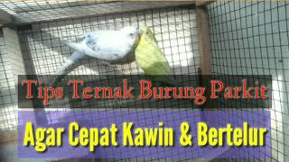 Cara Ternak Burung Parkit Agar Cepat Kawin dan Bertelur [upl. by Parette222]