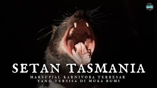 quotTASMANIAN DEVILquot Sosok Setan Berkantung Di Dunia Binatang setan tasmania alampengetahuan [upl. by Odidnac]