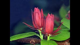 Amazing and most beautiful calycanthus flowers pictures [upl. by Ladonna]