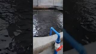 Fresh premium hito for sale  cortezguina aqua farm sta ana pampanga [upl. by Akirahs]