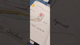 Drawing of Tendons and ligament  scienceproject connectivetissueproper biology Incredibleamy [upl. by Neerod]