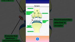 Synapse Nerves  Neurons  Neurotransmitters [upl. by Mil]