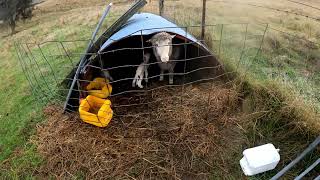 Saving Lambs amp Sheep  Lambing Season 2023 EP49 [upl. by Lakin]