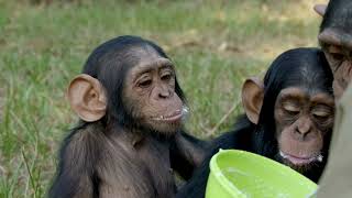 2024 world chimpanzee day video JGI chimp footage created by JGI Spain [upl. by Lazarus]