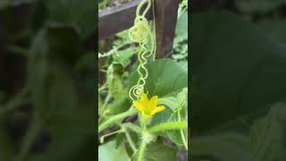 Cucumber tendrils doing their thing [upl. by Thacker]