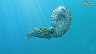 Mosasaur and Ammonite animation clips Ancient New Zealand [upl. by Rramahs]