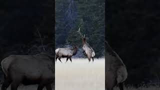 quotThe Ugly Side of Nature Watch This Stag Lose Its Antlersquotfacts shorts ytshorts viralvideo [upl. by Niwre445]