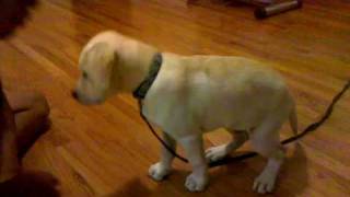 13 week lab puppy training and tricks [upl. by Akemor347]