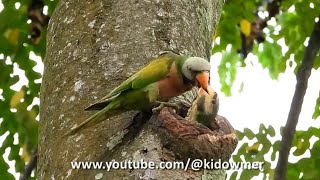 Feeding Time for Nesting REDBREASTED PARAKEET Chick [upl. by Ralf176]