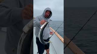 Learn how to release a barracuda with the greatest of ease when fishing with a single hooked lure [upl. by Ahsied]