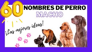 🐶TOP 60 MEJORES NOMBRES PARA PERROS MACHOS Bonitos y originales para tu perrito MÍRALO [upl. by Thorbert]