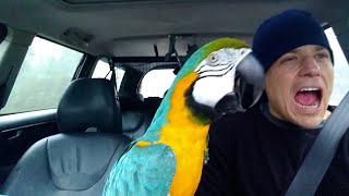 The FUNNIEST Parrots 🦜 🤣 Best Compilation [upl. by Adialeda]