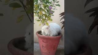 Cute bacha ❤️shorts shortsvideo shortsfeed shortsvira catvideos catlover [upl. by Yrrol]