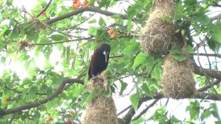 Oropendolas nesting in San José Costa Rica [upl. by Warder]