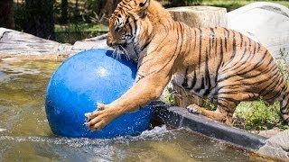 Malayan Tiger Playing in Water at Naples Zoo [upl. by Aivitnahs]