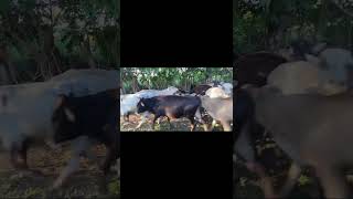 Hermosos ejemplares de ganado en República Dominicana youtubeshorts pig agro youtube [upl. by Annauqahs]