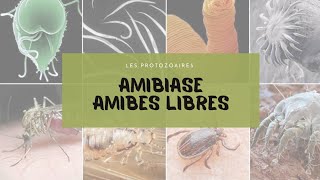 1AmibesAmibiase  QCM protozoaires [upl. by Dirk]