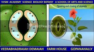 LEAF ANATOMY TRANSPIRATION PART 1 [upl. by Demetri]