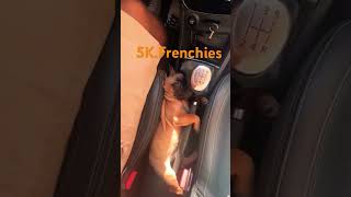 Longest ride home ever 🫶🏽 5kfrenchies frenchbulldog love [upl. by Gabriellia]