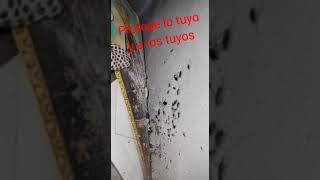 Suscríbete para checar nuestro contenidocucarachas fumigacion insectos plagas servicios [upl. by Tronna635]