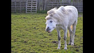 😍 De Leukste Paardenfilmpjes  Grappige Paarden Filmpjes 😍 [upl. by Coco]