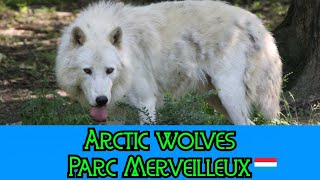 Loups arctique  Arctic Wolves  Parc Merveilleux [upl. by Gamber]