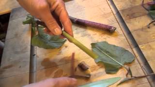 How to Harvest and Eat Japanese Knotweed [upl. by Sevik676]