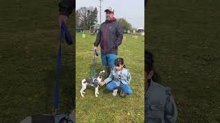 Ziggy our gorgeous whippet on his first dayout whippet whippetpuppies whippetuk [upl. by Cesya974]