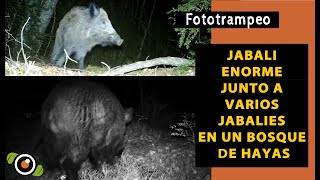 Fototrampeo Jabalí enorme macareno o verraco y jabalíes fototrampeados en un bosque de hayas [upl. by Leidgam]