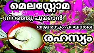 ഈ ഒരു കാര്യം ചെയ്താൽ ചെടി നിറയെ പൂക്കൾMelastoma plant care in malayalamMelastoma plantSerasworld [upl. by Lalise]