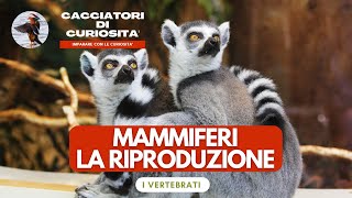 Vertebrati  Mammiferi la riproduzione per la scuola primaria [upl. by Grodin]